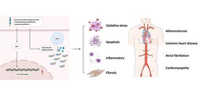 Mechanistic insights into heat shock protein 27, a potential therapeutic target for cardiovascular diseases